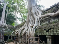 ガジュマルの木が寺院をのみこむ!?　カンボジアで400年以上放置された都が圧巻だった