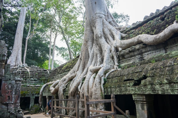 ガジュマルの木が寺院をのみこむ!?　カンボジアで400年以上放置された都が圧巻だった