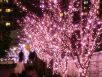 桜色の美しい光にうっとり