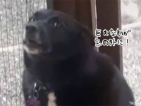 犬が一晩中窓際で吠えていた謎をついに解明！飼い主思わず爆笑してしまう
