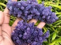 決しても食べてはいけない！食べ物そっくりに見えるけど食べられない12のもの