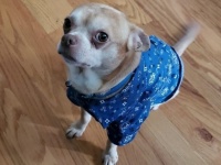 【続報】子供と男性が嫌い。正直すぎる里親広告で注目を集めたあのチワワ、ついに家族が見つかる（アメリカ）