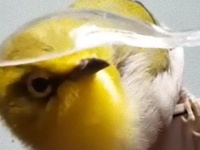 うっとりキュート。スプーンでモフられる鳥さんの様子がかわいい。