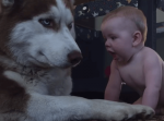 撫でたそうにしている赤ちゃんの為に仰向けになってあげるハスキー犬が素敵すぎる！