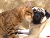 猫「いっしょに子育て頑張るニャ！」親友のパグと子犬たちを労わるにゃんこの優しさよ