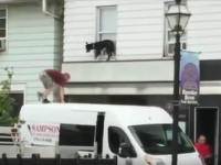 降りれないワン！　2階の窓枠で身動きがとれない犬を通りすがりの人たちが無事救出