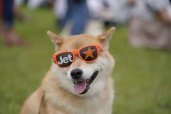 9月最初のおでかけ！柴犬まる、幕張の浜でチャプチャプお散歩