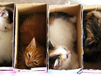 「収納容量を超えました」キャパオーバーでも気にしない、入りたい猫たち総集編