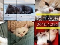 かわいい猫ちゃん大集合！　都内最大級の猫写真展「ねこ休み展」が1月29日より開催