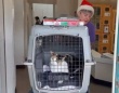 よく無事でいてくれた！ハワイの山火事で生き延びた猫、半年ぶりに飼い主のもとへと帰る