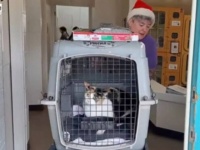 よく無事でいてくれた！ハワイの山火事で生き延びた猫、半年ぶりに飼い主のもとへと帰る