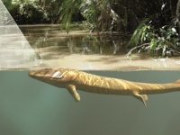 生物が海から陸にあがった理由は目の進化だった可能性（米研究）