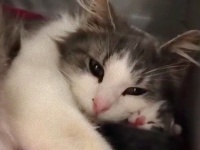 耳の聞こえない母猫、人間の手を借りて懸命に子育てする