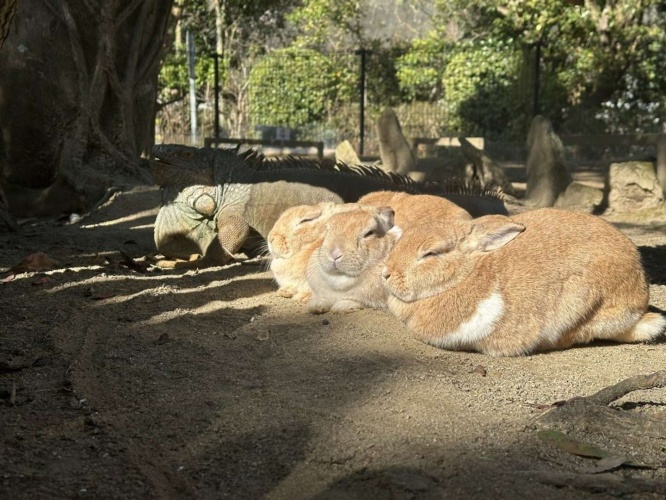 ウサギに混ざっているのは...（画像は長崎バイオパーク公式Xアカウントより）