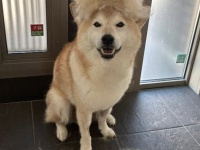 換毛期の柴犬から〝収穫〟できる毛の量に3.6万人注目　「お布団作れちゃう」と驚きの声