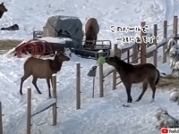 こんな動画だけ見ていたい。エルクと一緒に遊びたくてお気に入りのボールを渡そうとする馬