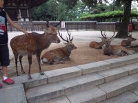 奈良公園のシカ（Yanajin33さん撮影