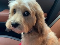 トリマーに連行されて、人間不信に陥った子犬の見せた表情に関する海外の反応