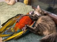 ウクライナの窓辺より「猫ちゃん可愛い！大好き！」とやたら構いたがるコンゴウインコに猫が反撃のヘッドロック？