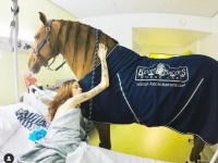 助けを必要としている人がわかる不思議な能力を持つ馬。病院で患者の心を癒し続ける（フランス）