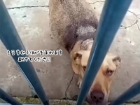 人間に助けを求めた出産間近の捨て犬が動物病院にたどり着き、無事12匹の子犬を出産