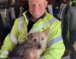 火災で死亡した飼い主に寄り添って離れなかった犬、救出した消防士の家族に迎えられる