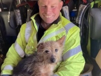 火災で死亡した飼い主に寄り添って離れなかった犬、救出した消防士の家族に迎えられる