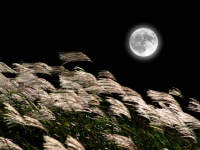 巡り巡って満月タイム。9月の満月は中秋の名月と同じ21日にやってくる！