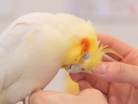 “推し”は鳥さん！リピーター続出の鳥カフェで見つけた究極の癒し