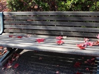 広島大学は紅葉の名所（hu albumさん撮影、flickrより）