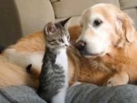 前足がなくても関係ニャい！小さな恐竜、後ろ足だけで飛び回ってハッピーな猫生を満喫する