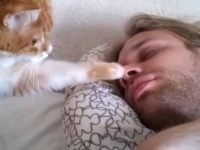 「起きろニンゲン！」「ご飯まだ？」「一緒に遊ぶニャ！」猫たちの強引なモーニングコール総集編