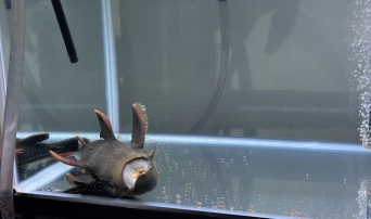 あまりの暑さに、魚も夏バテ？　水槽の隅で仰向けに...衝撃の姿のワケを飼い主に聞く