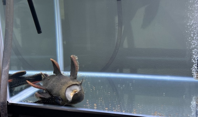 あまりの暑さに、魚も夏バテ？　水槽の隅で仰向けに...衝撃の姿のワケを飼い主に聞く