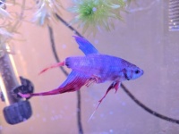 販売店で瀕死の熱帯魚をレスキュー。尾ビレがちぎれて悲惨な状態からゴージャスな姿に奇跡の回復（アメリカ）