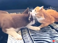 まったり仲良しわんことにゃんこ！ハスキーの子犬と猫のいちゃこらタイムに和んじゃおう！