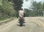 間一髪でかわした！　バイクで走行中、ヘビに襲われる男性の映像