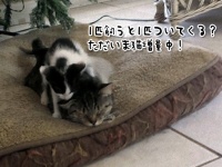 これがNNN（ねこねこネットワーク）のやり方か！飼い猫が散歩から帰ってきたら小さいのが1匹増殖してた