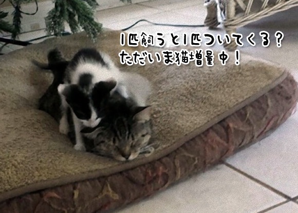 これがNNN（ねこねこネットワーク）のやり方か！飼い猫が散歩から帰ってきたら小さいのが1匹増殖してた