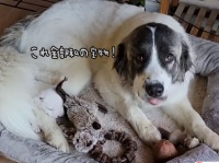 大切なものは全部ベッドにしまい込むい犬。そのお宝を大公開！一番のお宝は？