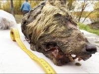 死後4万年が経過した更新世の巨大オオカミの完全な頭部がシベリアで発見される（ロシア）
