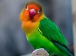 何のプレイ！？　インコにコンドームを被せた男が現る