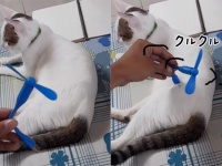 動力は猫？猫にくっつけると起動する「ネコ駆動式ファン」