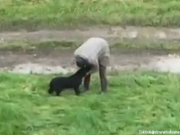 3日以上行方不明だった盲目の犬、ドローン捜索を開始後2時間で発見される