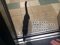 エレベーターに颯爽と乗り込み、目的の階で降りる猫。それにはこんな理由があった。