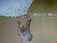 キャッチしてやんよ！雪を手で捕まえようとする子熊の仕草がかわいいダンス