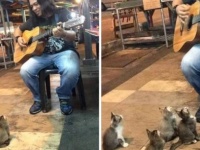 ストリートミュージシャンの一番のファンは4匹の子猫たち。目の前に座って演奏のおねだり（マレーシア）