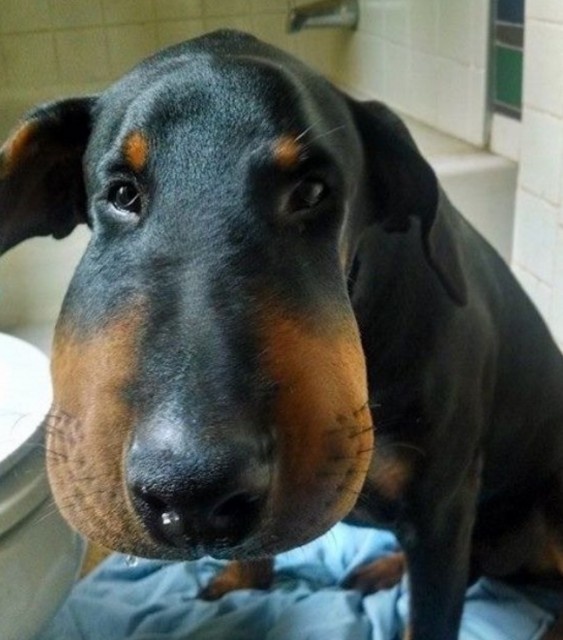 スクリーンショット 2016-04-24 19.59.00