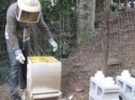 養蜂場でミツバチの巣を落としてしまったら…