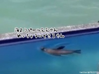 海よりええやん、めっちゃチルできるやん。プールで泳ぎビーチチェアを奪い取るアシカ